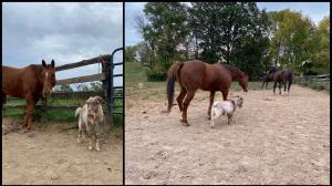 Thoroughbred Makeover Diary: A Look Back and a Love Story