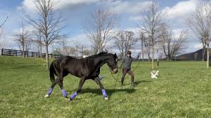 Thoroughbred Makeover Diary: Laying a Foundation for Saintly Ballad