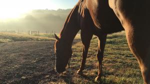 Thoroughbred Makeover Wrap-Up: A Successful Journey with Shanghaied