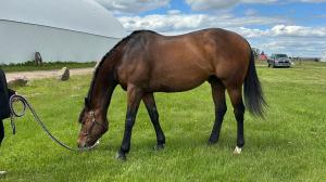 Real Grace, Grayson, Thoroughbred Makeover, Lindsay Turcotte