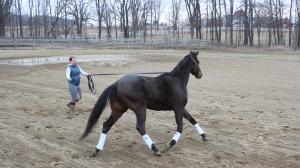 Thoroughbred Makeover Diary: A Roller Coaster Ride with OTTB Wex