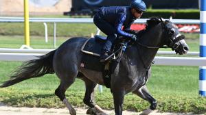 Arcangelo Belmont Stakes Triple Crown Belmont Park Javier Castellano Peter Pan Jena Antonucci Jon Ebbert Blue Rose Farm Arrogate pedigree horse racing