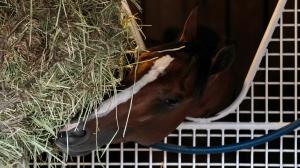 Mystik Dan, Kentucky Derby, Churchill Downs, Ken McPeek, Preakness, Brian Hernandez Jr., BloodHorse, Skip Dickstein
