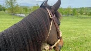 Thoroughbred Makeover Diary: The Gift Is in the Journey
