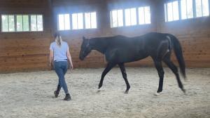 Thoroughbred Makeover Diary: New Goals, New Relationships