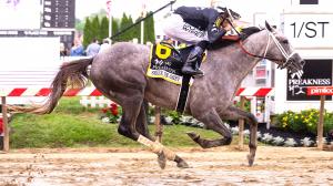 Seize the Grey Preakness Stakes Belmont Triple Crown D. Wayne Lukas MyRacehorse Jaime Torres racehorse speed figure pedigree Saratoga Pimlico Arrogate breeding sire horse racing